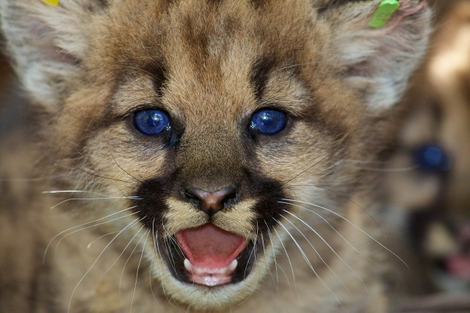 Do puma kittens learn their fearful behavior from their mums? Researchers say it’s entirely possible. (Image: CC0)